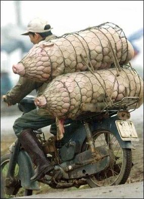 Dos cerdos dentro de rejillas cilíndricas transportados en una moto vieja