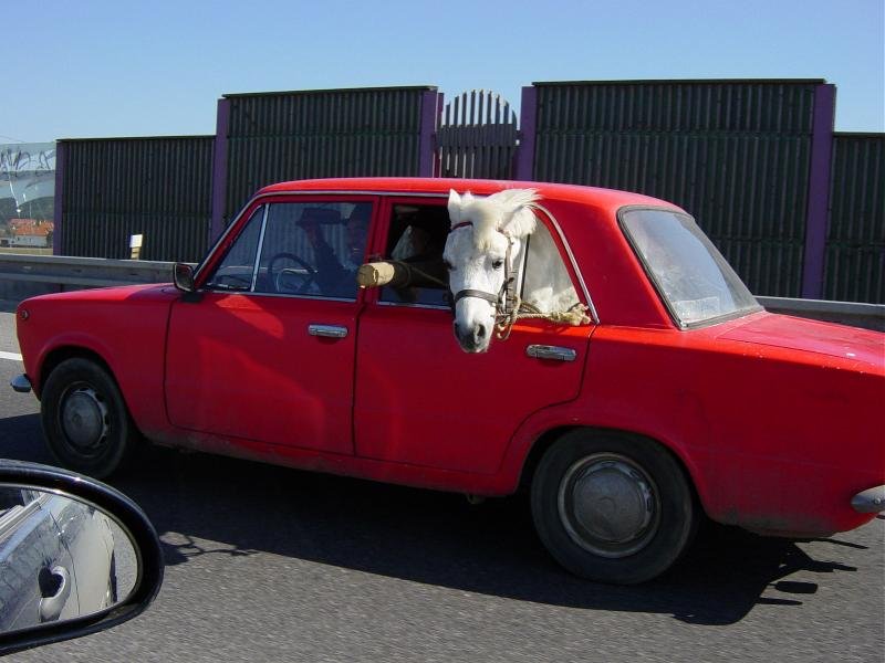 Coche rojo visto de cerca con la cabeza de un caballo blanco asomando por la ventanilla trasera