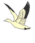 Dibujo animado de una gaviota volando