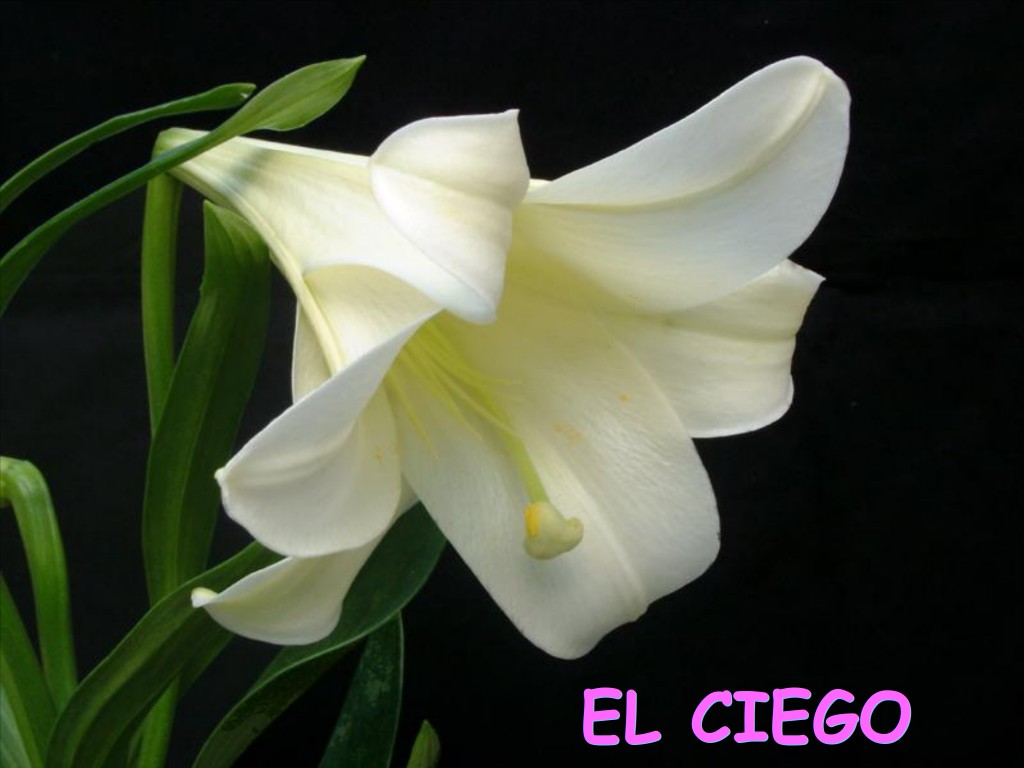 Primer plano de una flor blanca